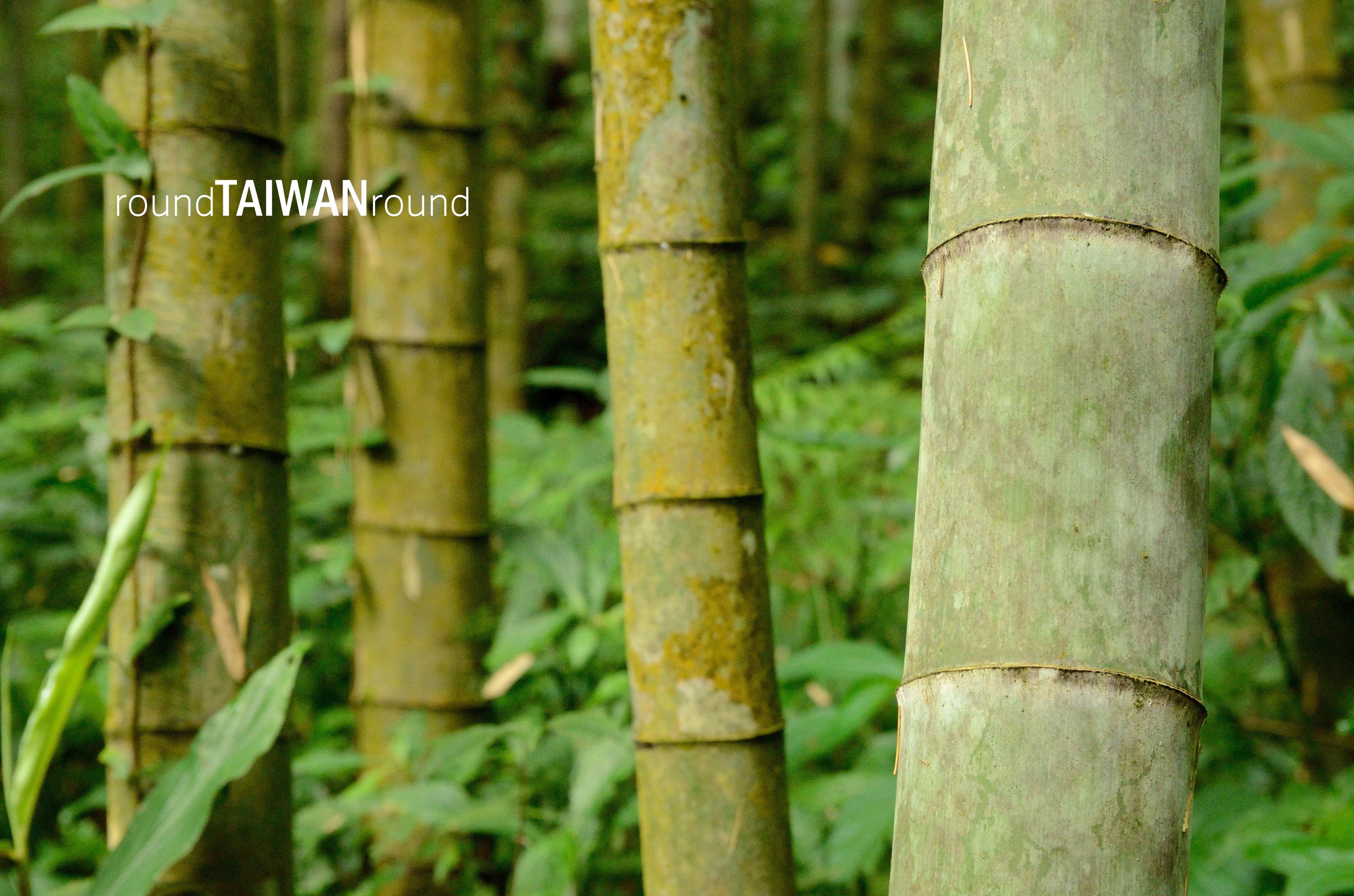Fenqihu_Forest_Trail__________-013.jpg