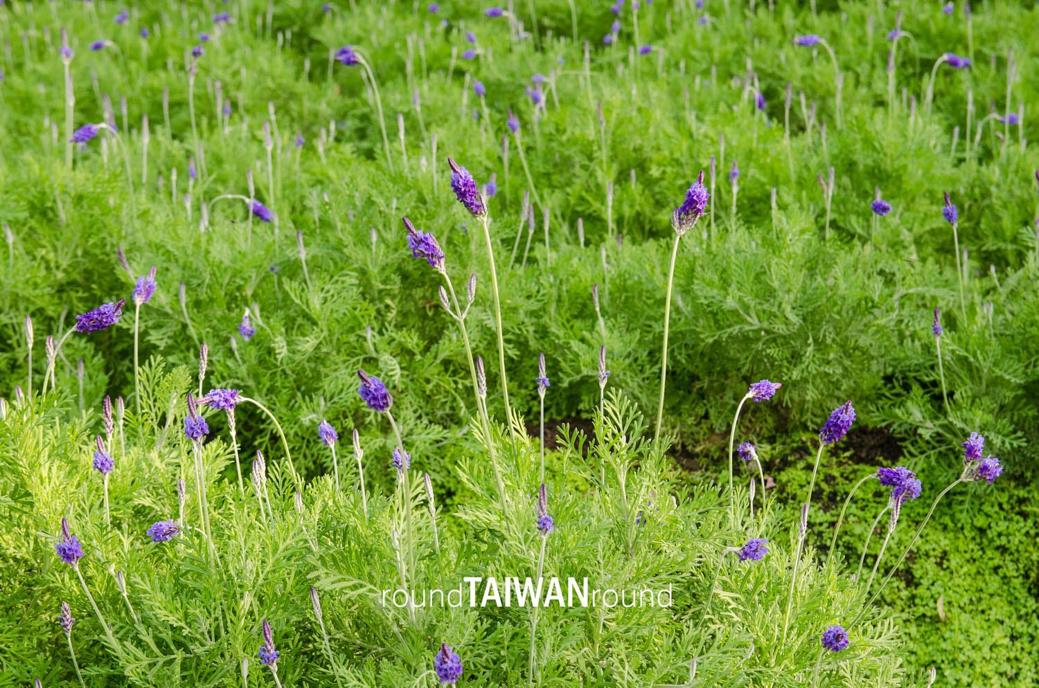 Lavender_Cottage___________-031.jpg