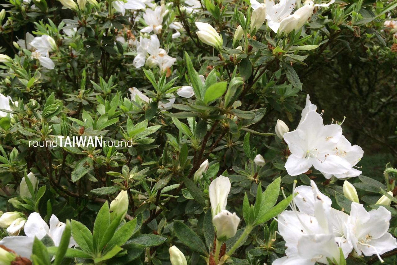 Magnolia_Garden______-014.jpg