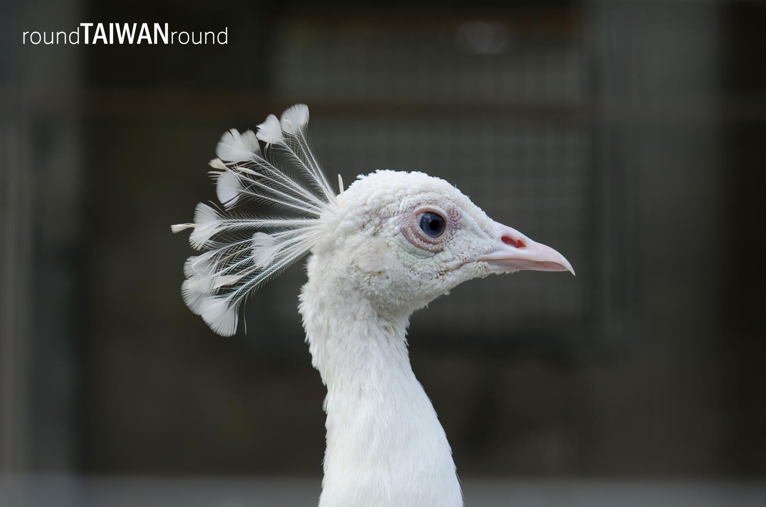 Peacock_Park______-001.jpg