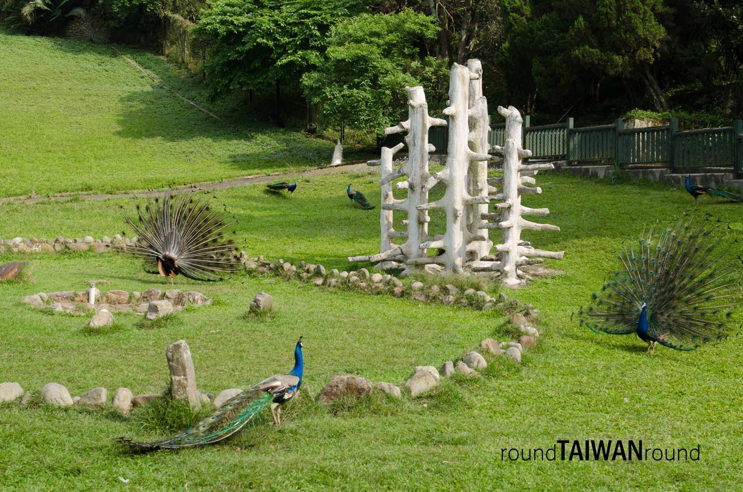 Peacock_Park______-003.jpg