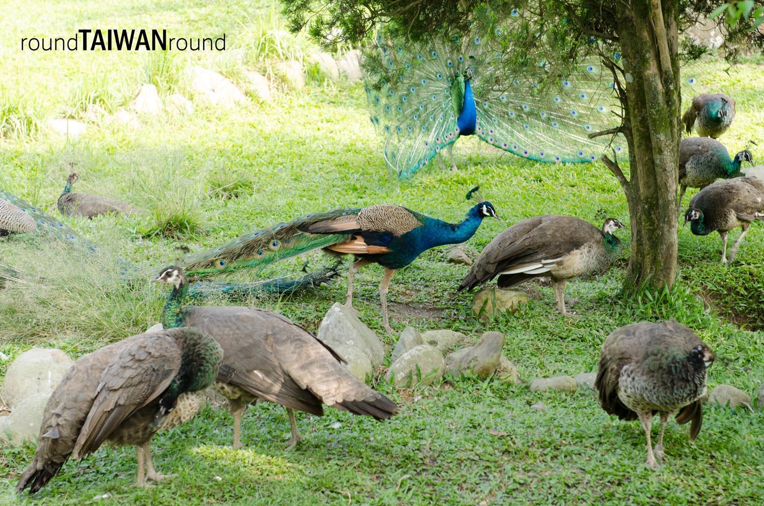 Peacock_Park______-006.jpg