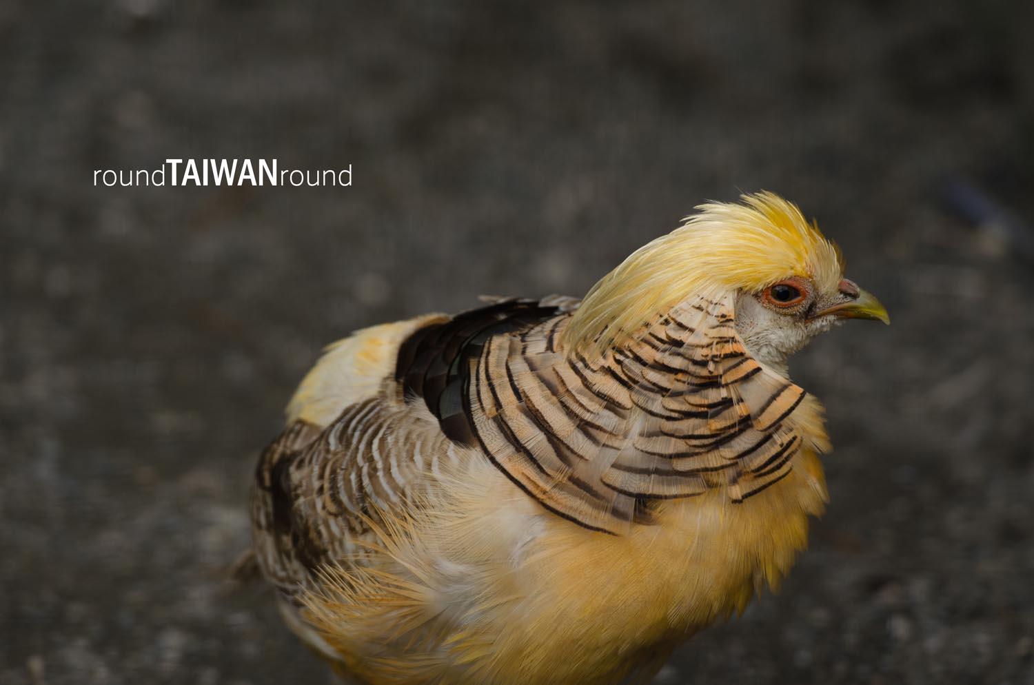 Peacock_Park______-008.jpg