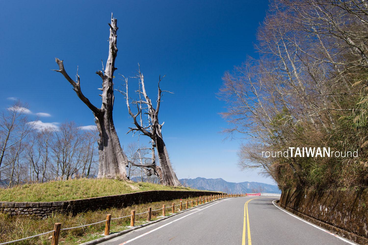 Couples_Trees______-003.jpg