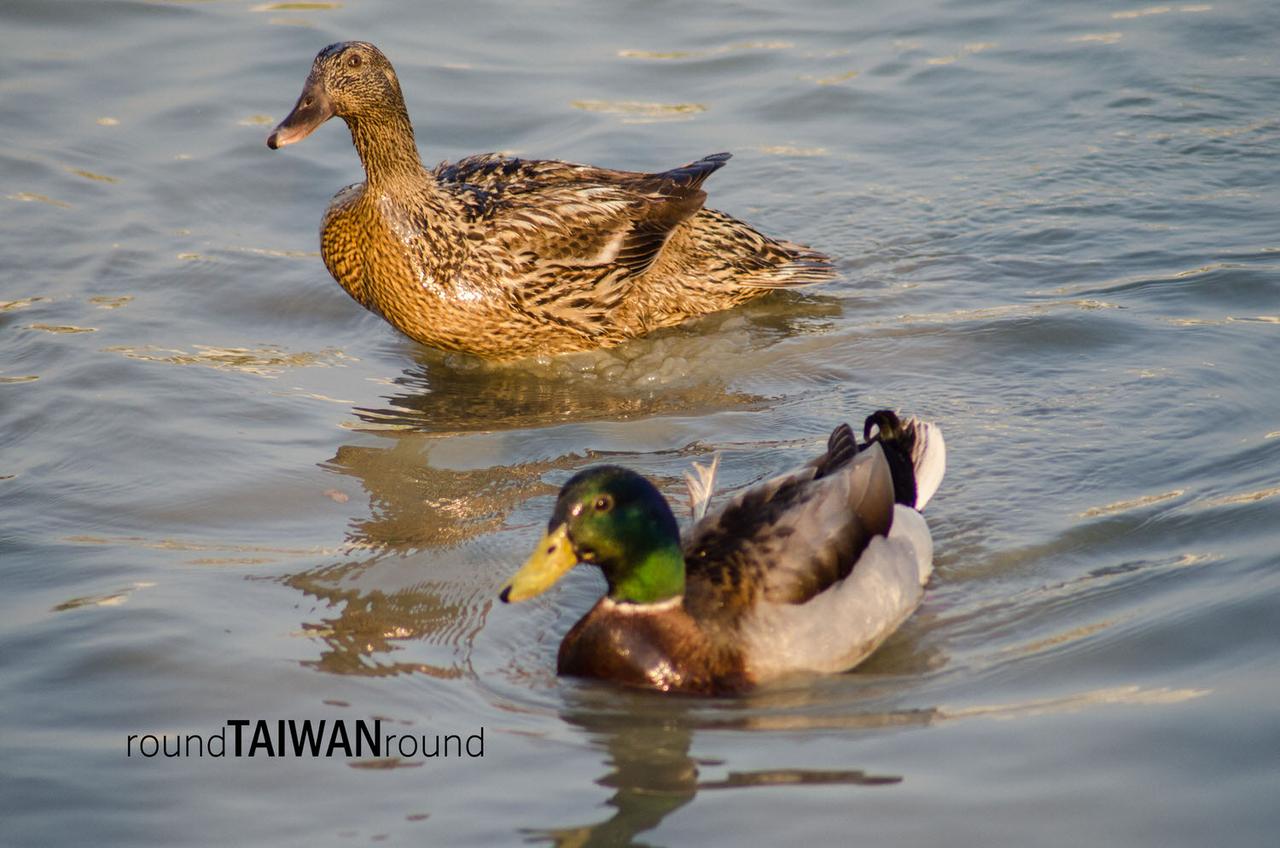 Tainan_Metropolis_Park__________-008.jpg