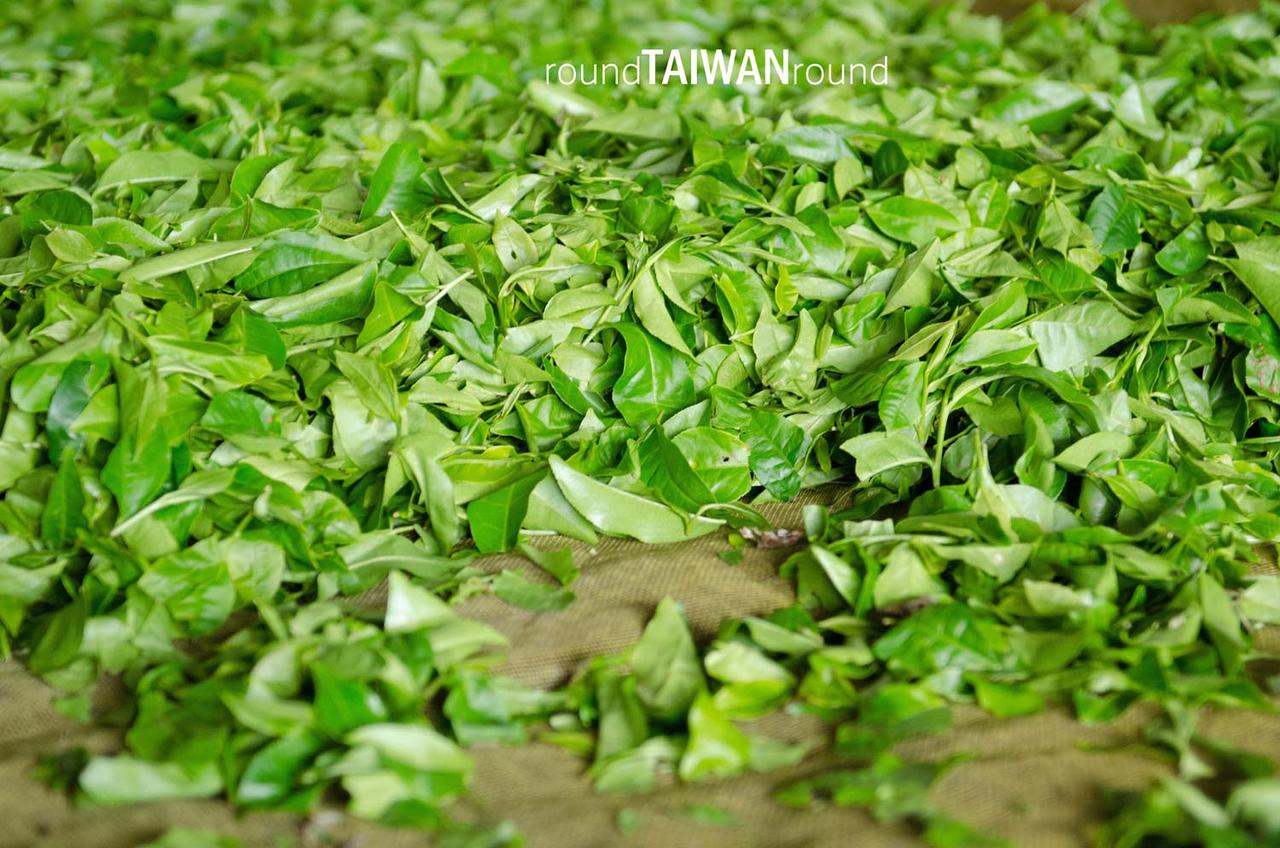 Sun_Moon_Lake_Antique_Assam_Tea_Farm________-009.jpg