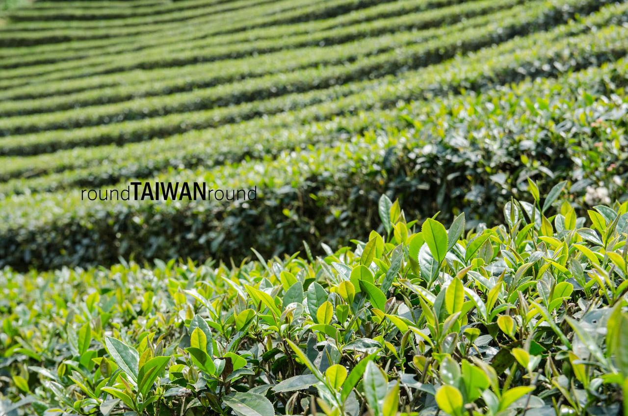 Bagua_Tea_Fields_______-017.jpg