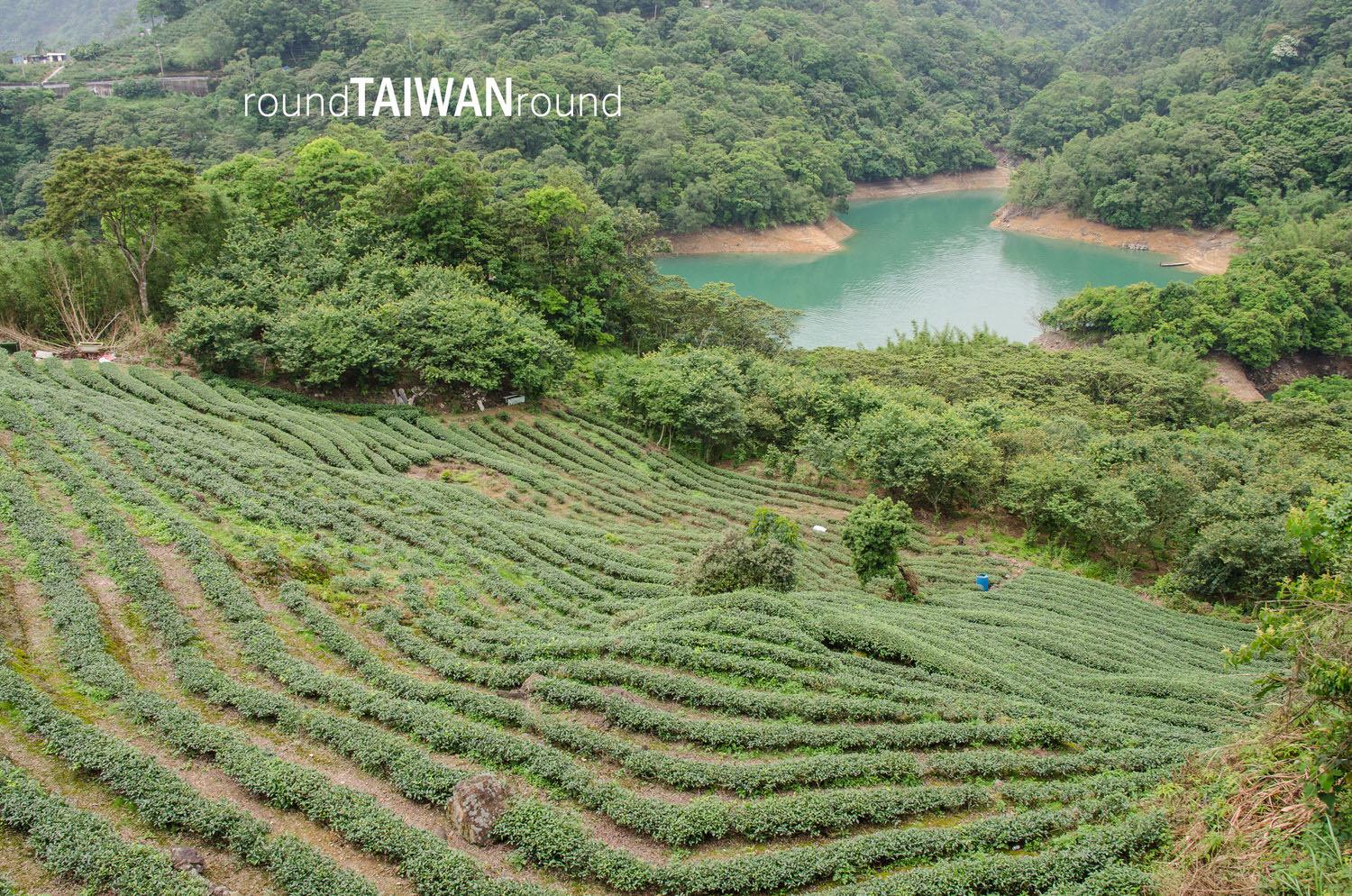 Bagua_Tea_Fields_______-037.jpg