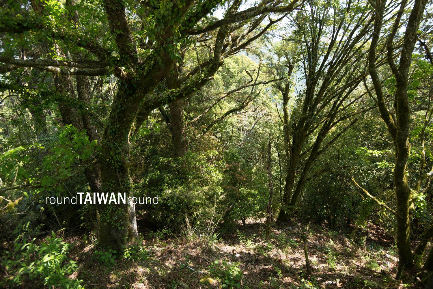 Beliu_Giant_Tree_______-008.jpg