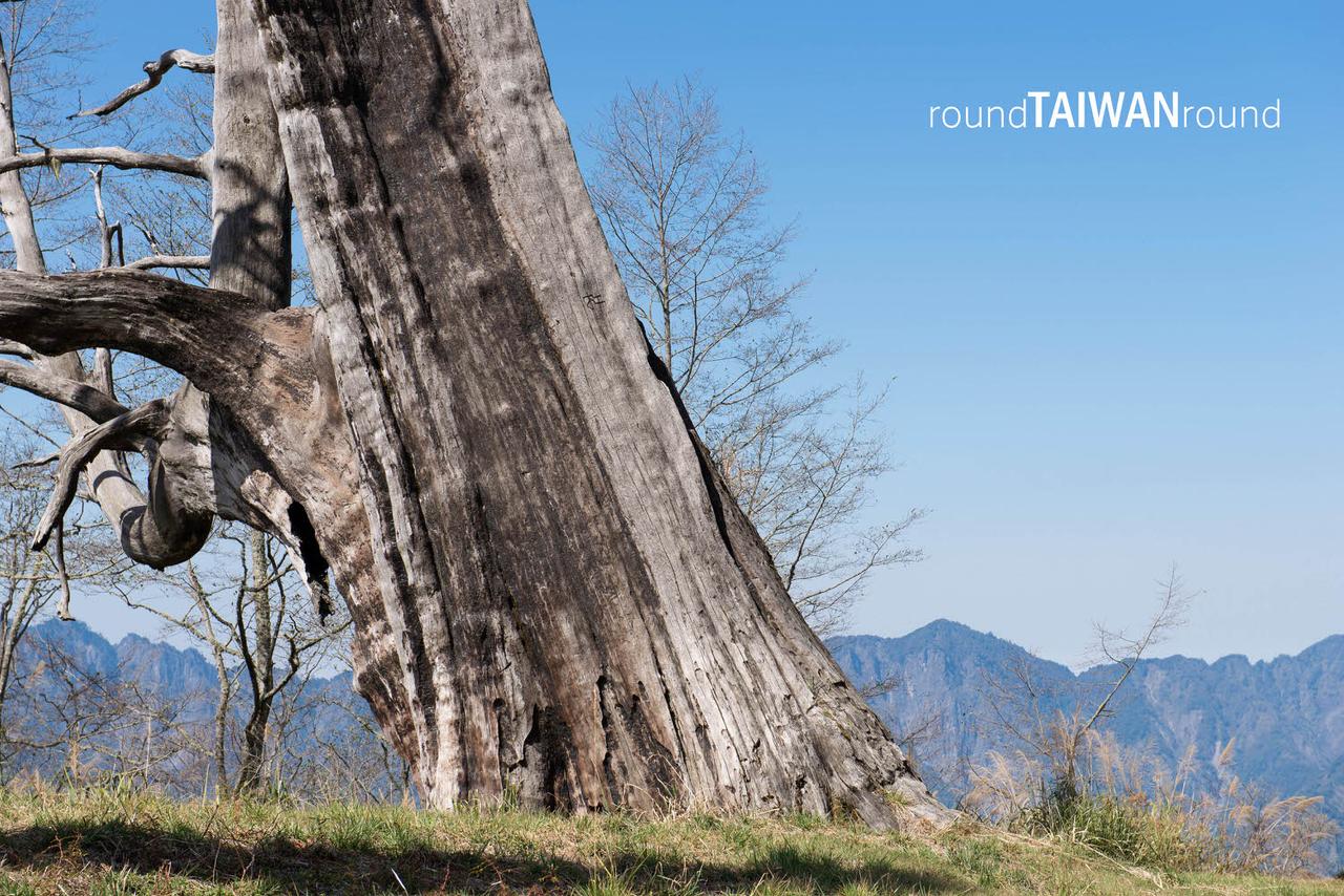 Couple_Trees______-003.jpg