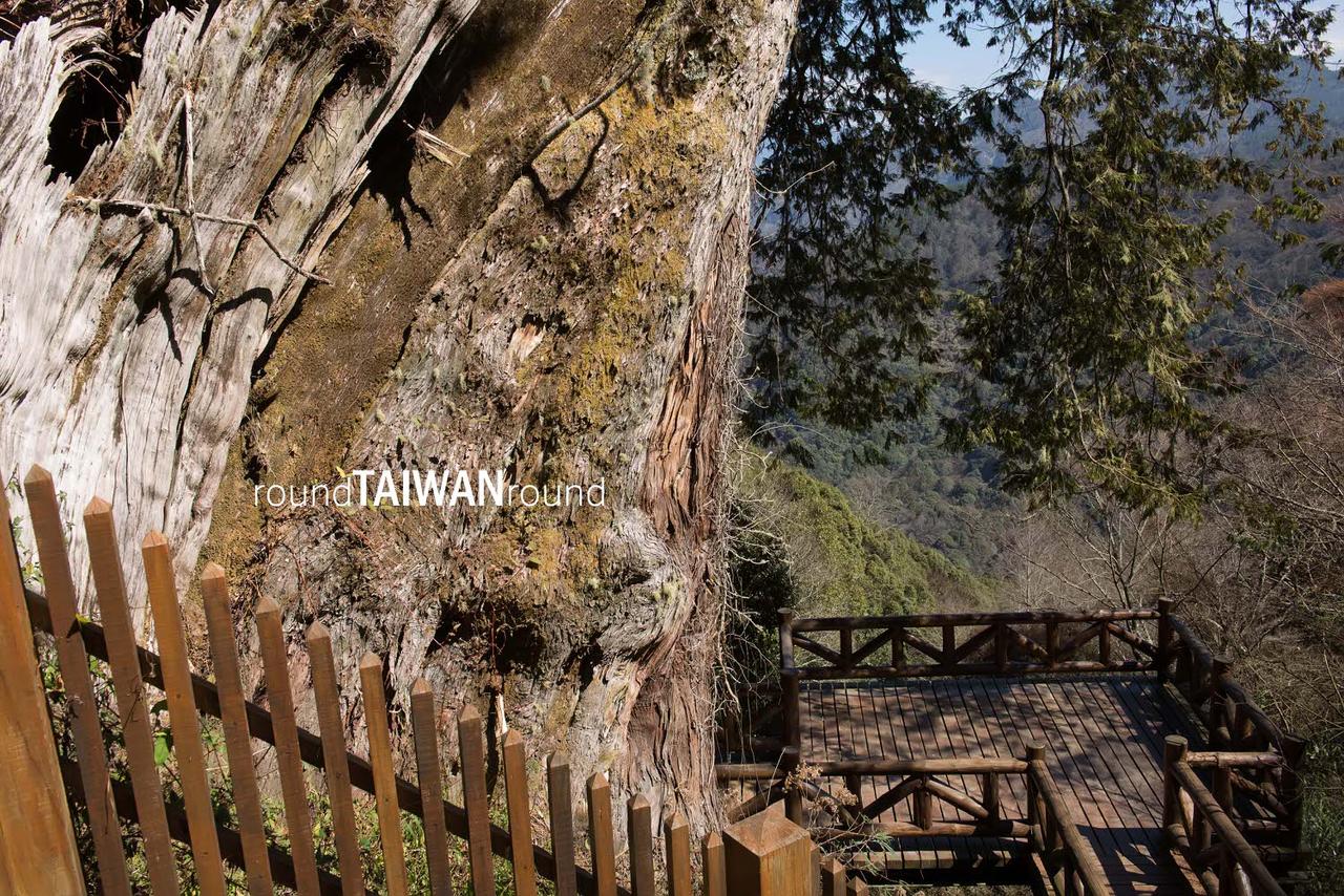 Lulin_Giant_Tree_______-005.jpg