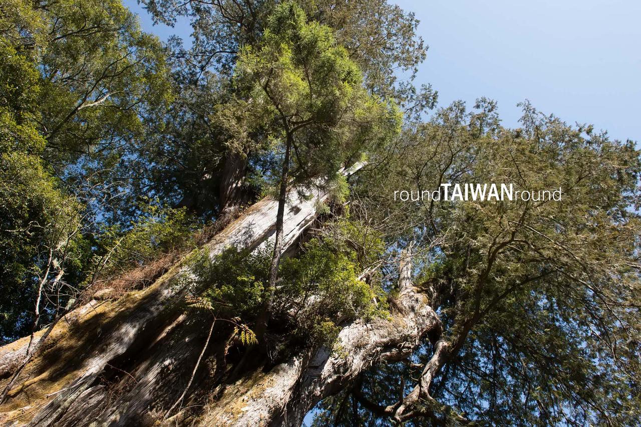 Lulin_Giant_Tree_______-006.jpg