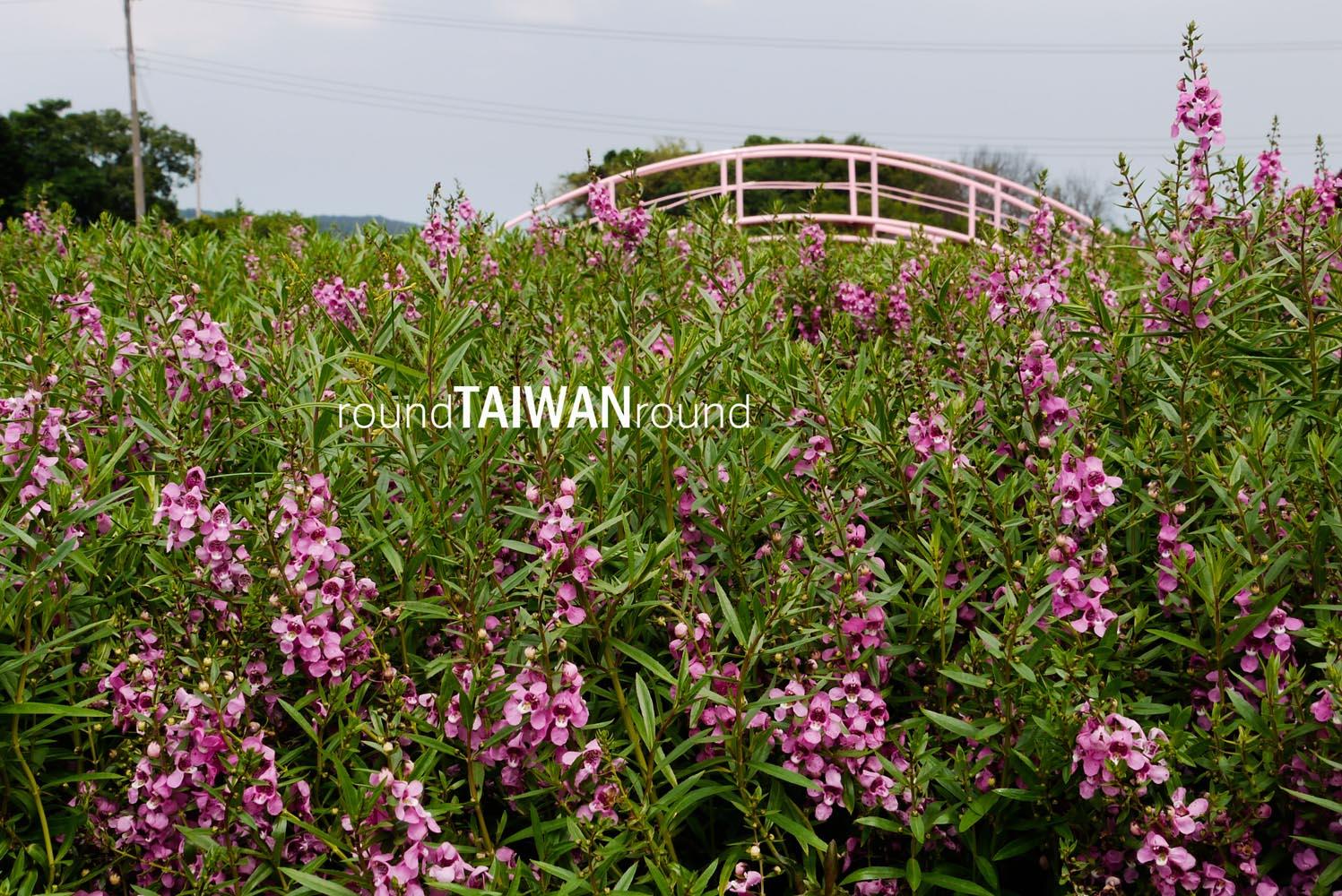 Chungshe_Tourism_Flower_Market__________-004.jpg