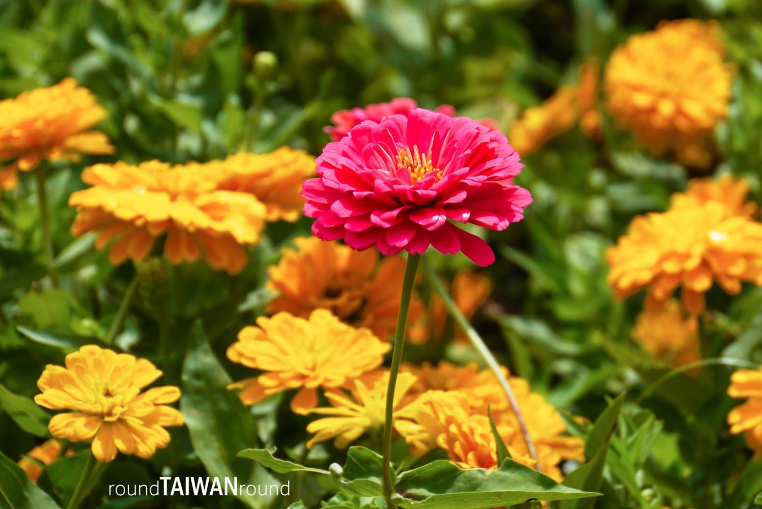 Chungshe_Tourism_Flower_Market__________-010.jpg