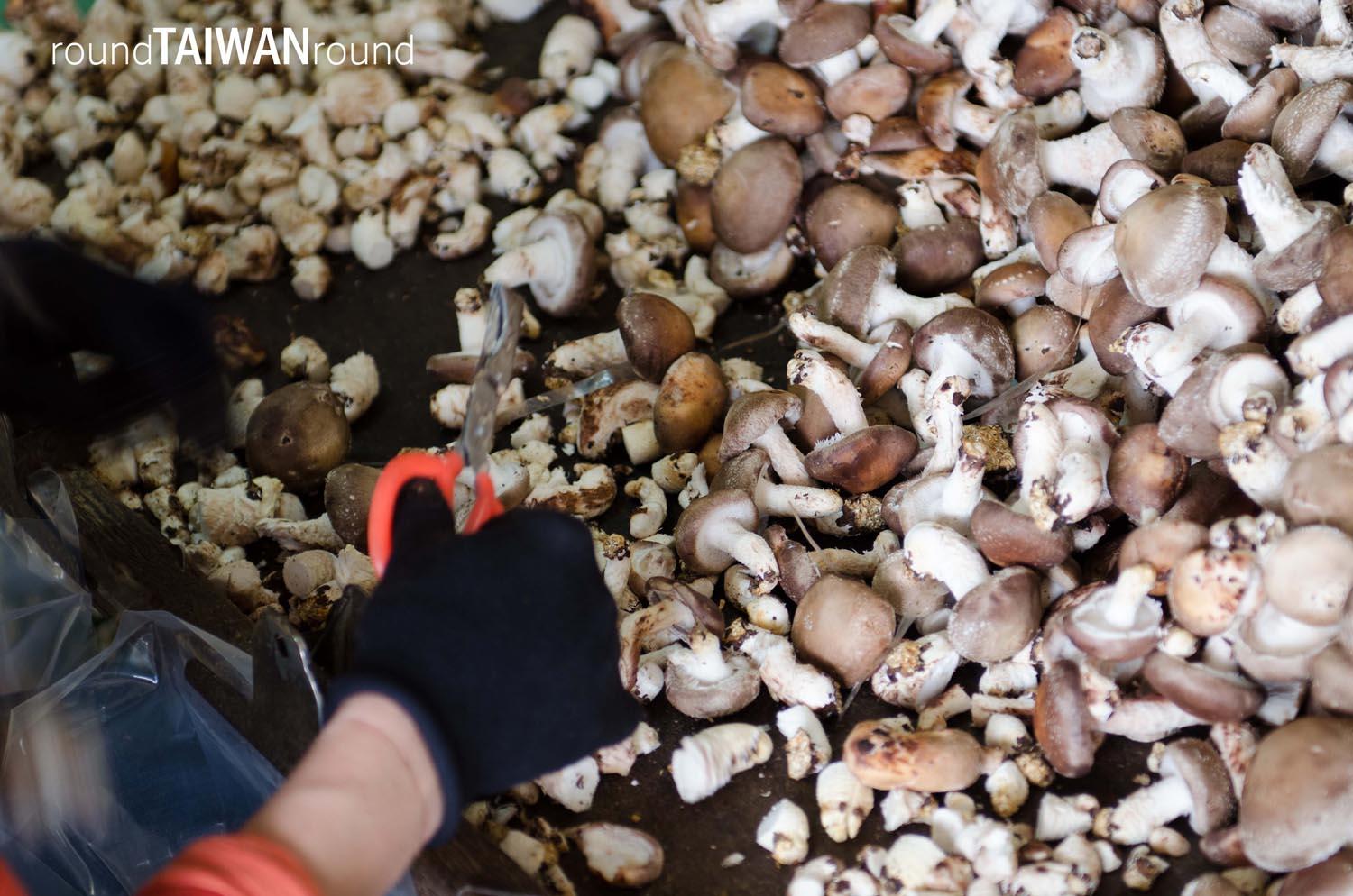 Mushroom_Garden______-001.jpg