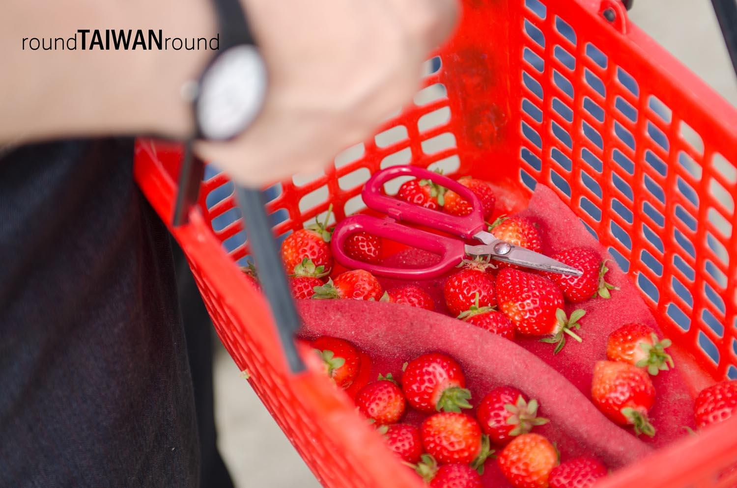 Dahu Strawberry Picking