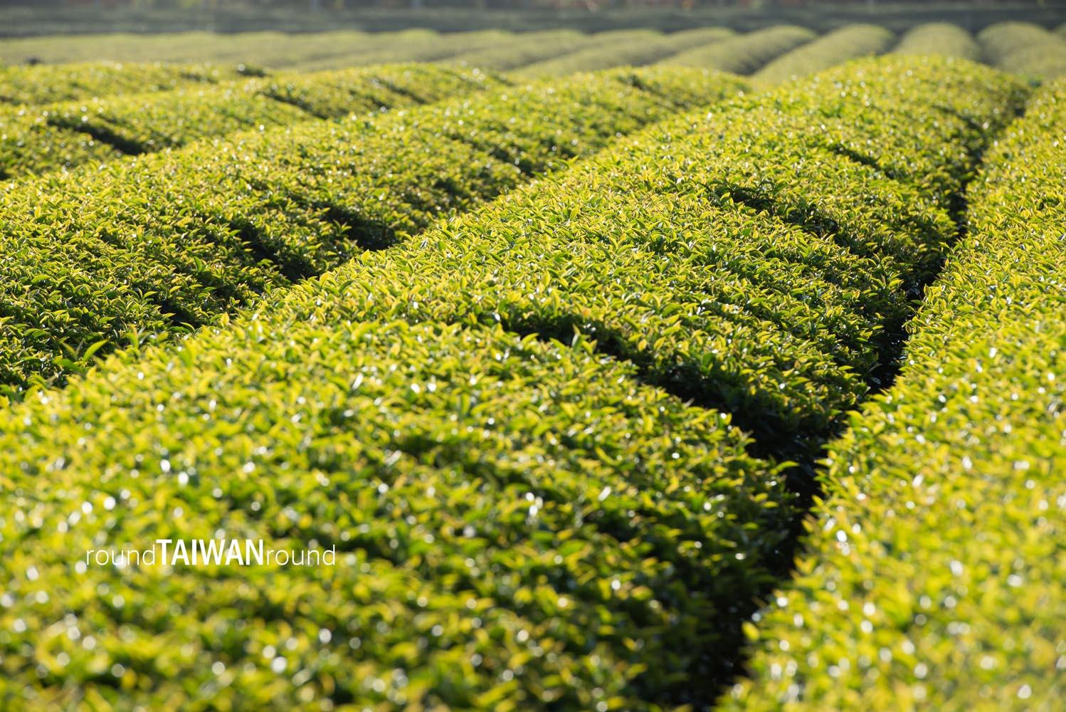 Minjian Tea Farm