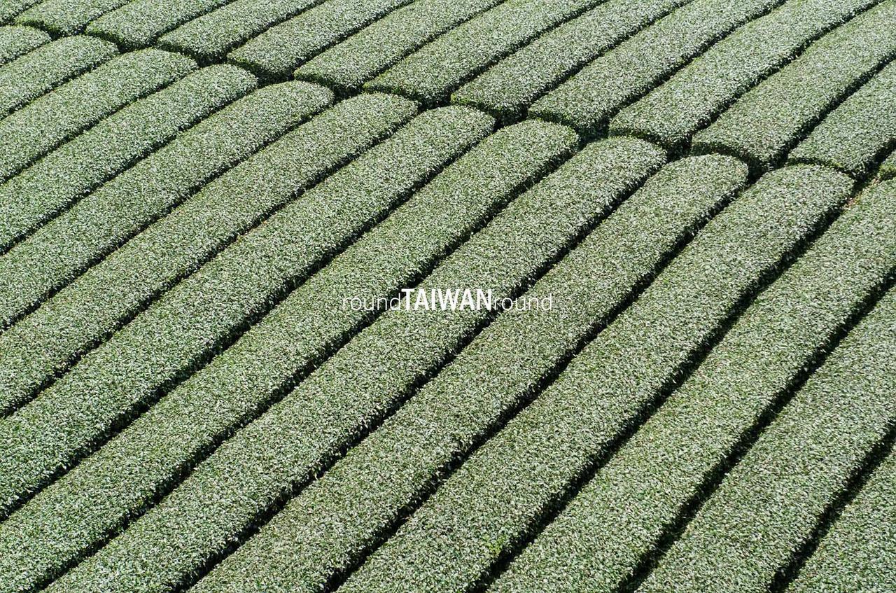 Alishan_Tea_Plantations________-010.jpg