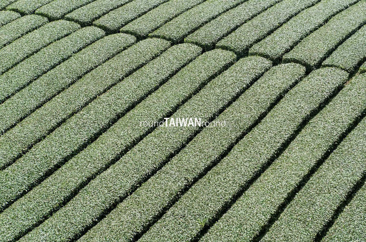 Alishan_Tea_Plantations________-010.jpg
