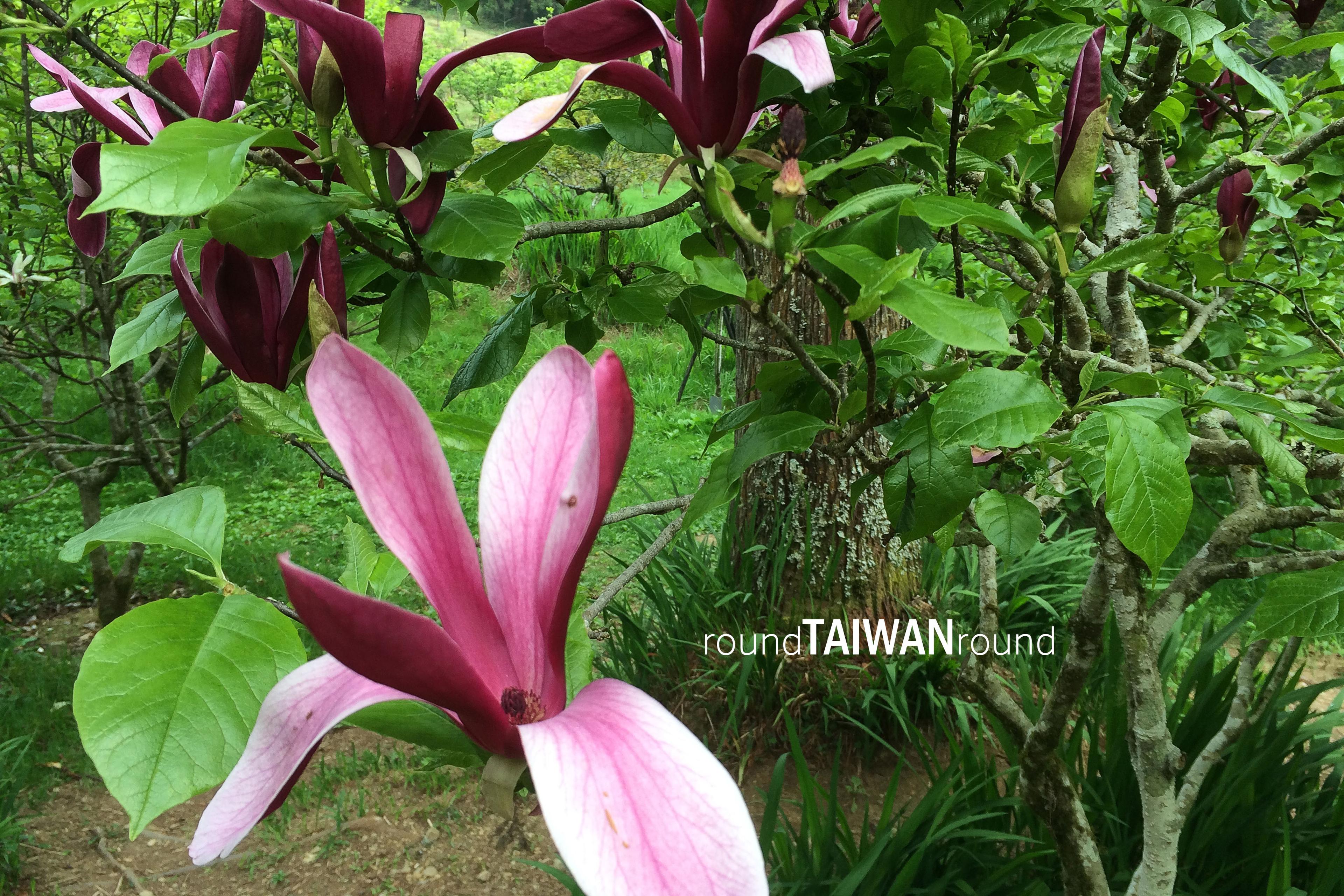 Magnolia_Garden______-013.jpg