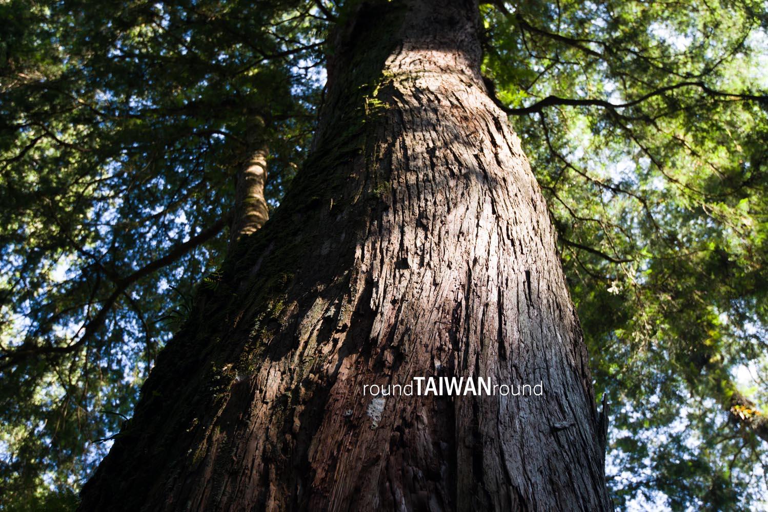 Giant_Tree_Trail________-007.jpg