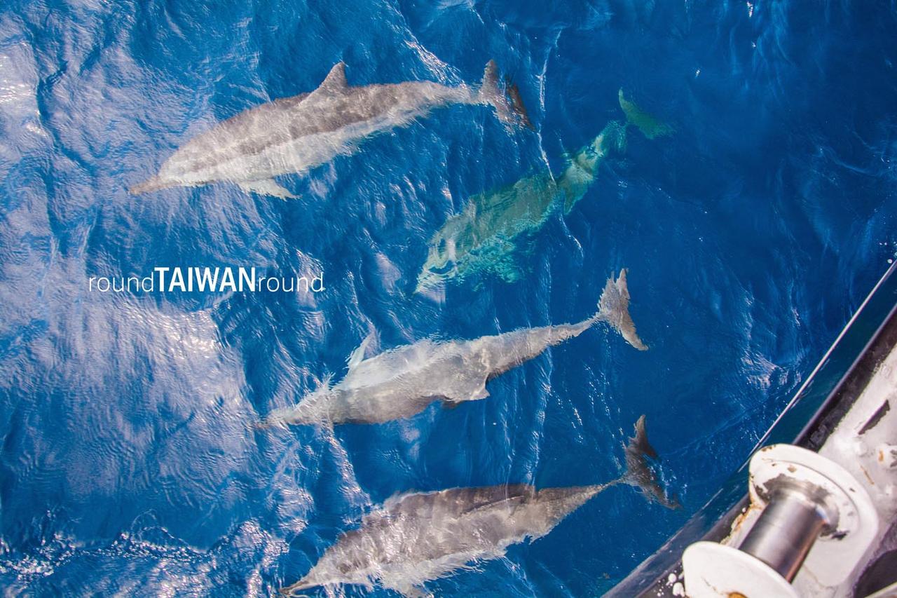 Hualien_Port_Whale_Watching________-016.jpg
