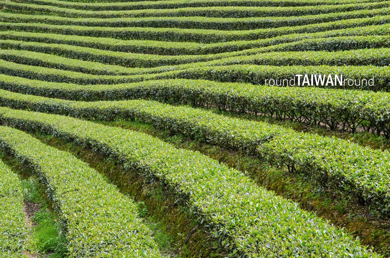 Bagua_Tea_Fields_______-020.jpg