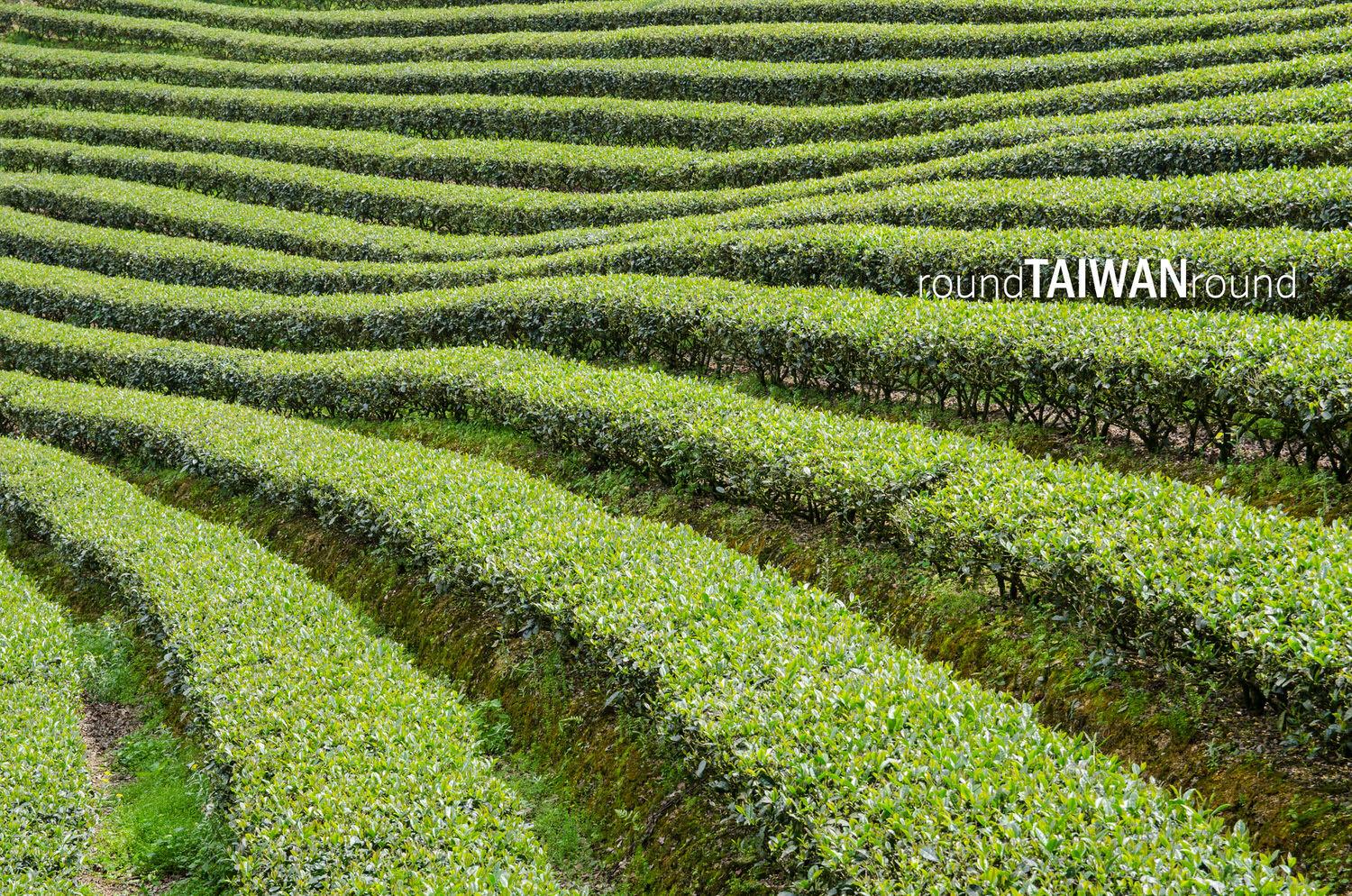 Bagua_Tea_Fields_______-020.jpg