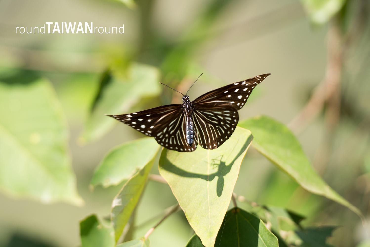 Maolin_Butterfly_Walkway_________-018.jpg