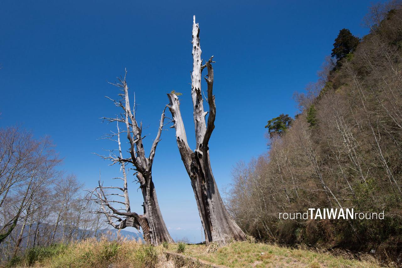 https://cdn.rtaiwanr.com/uploads/images/cover_image/873/Couple_Trees______-004.jpg