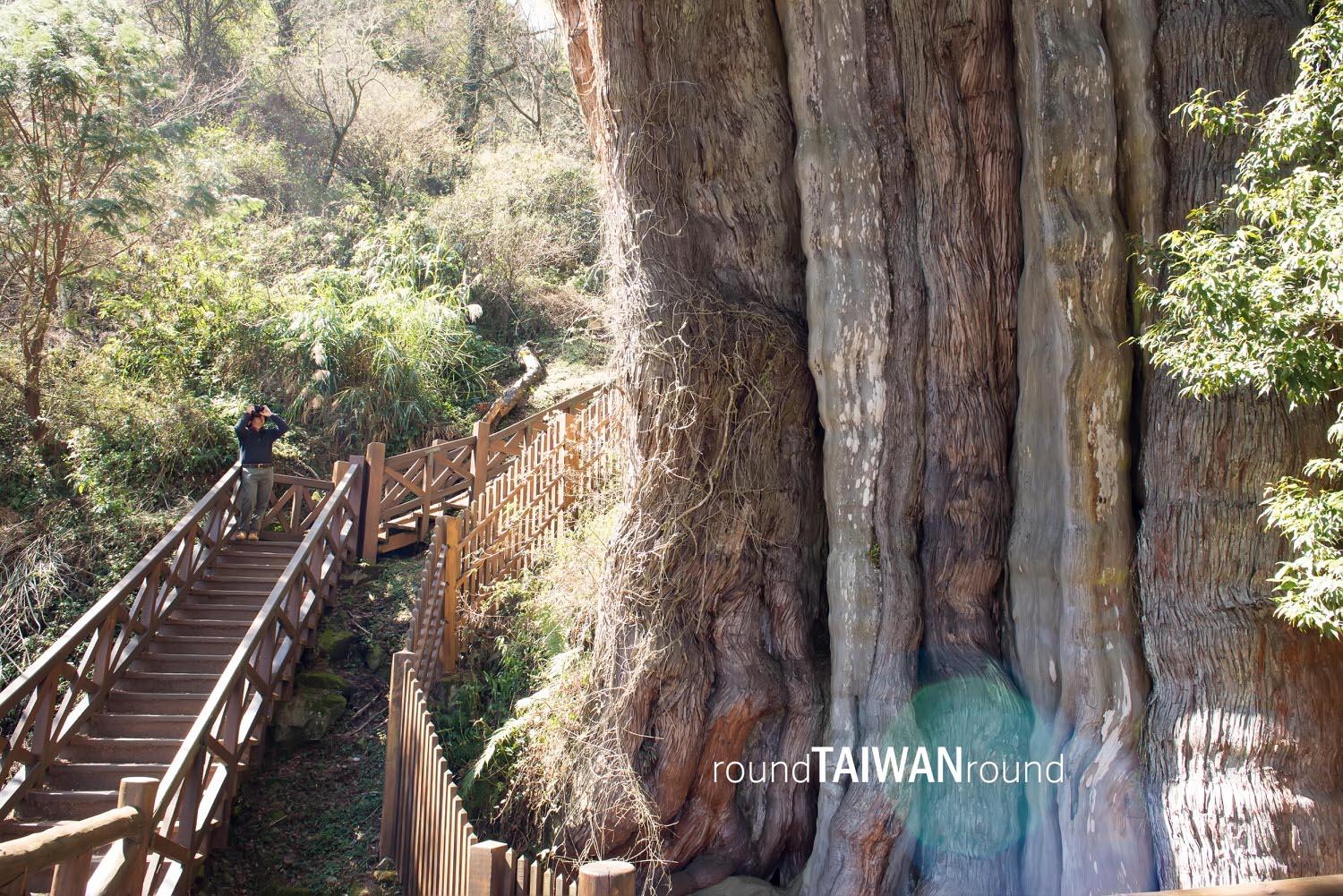 Lulin_Giant_Tree_______-007.jpg