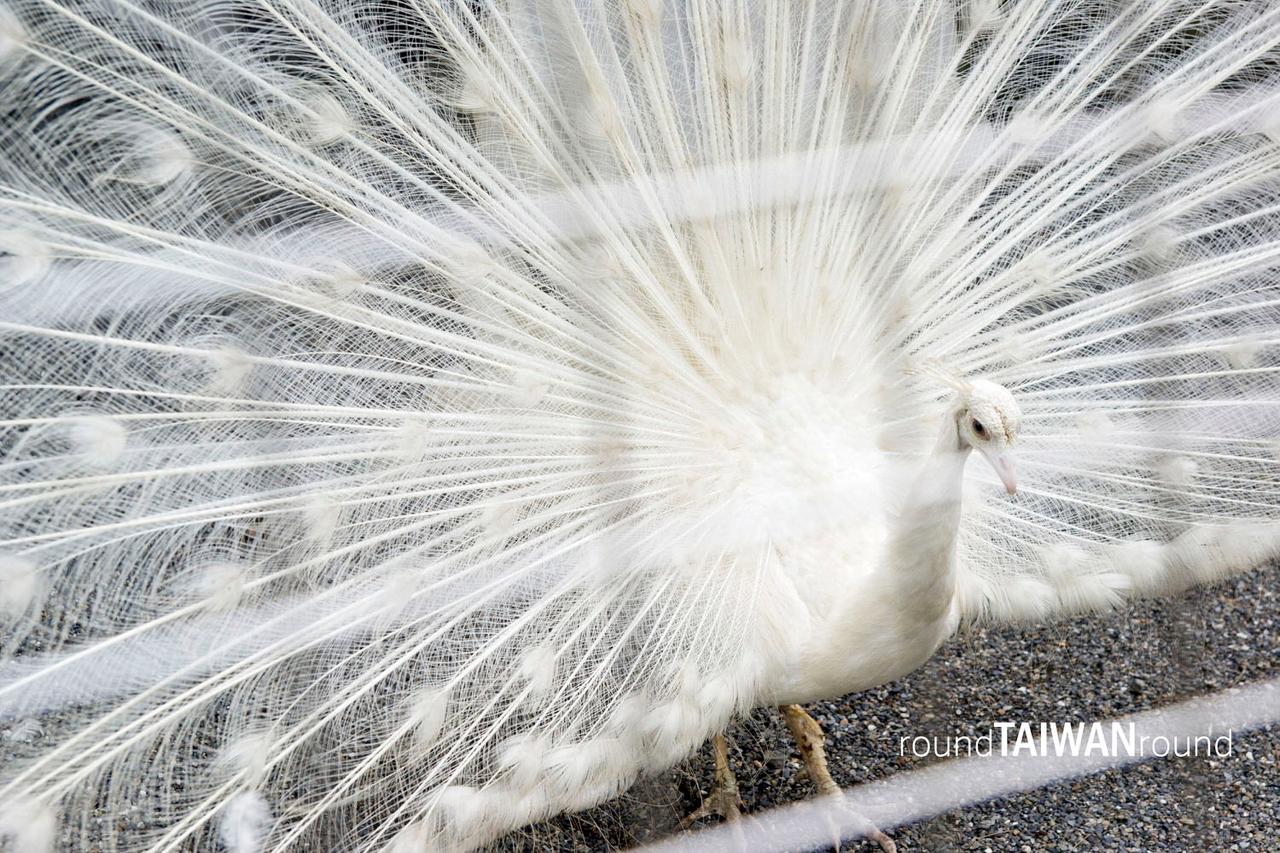 Peacock_Park______-014.jpg