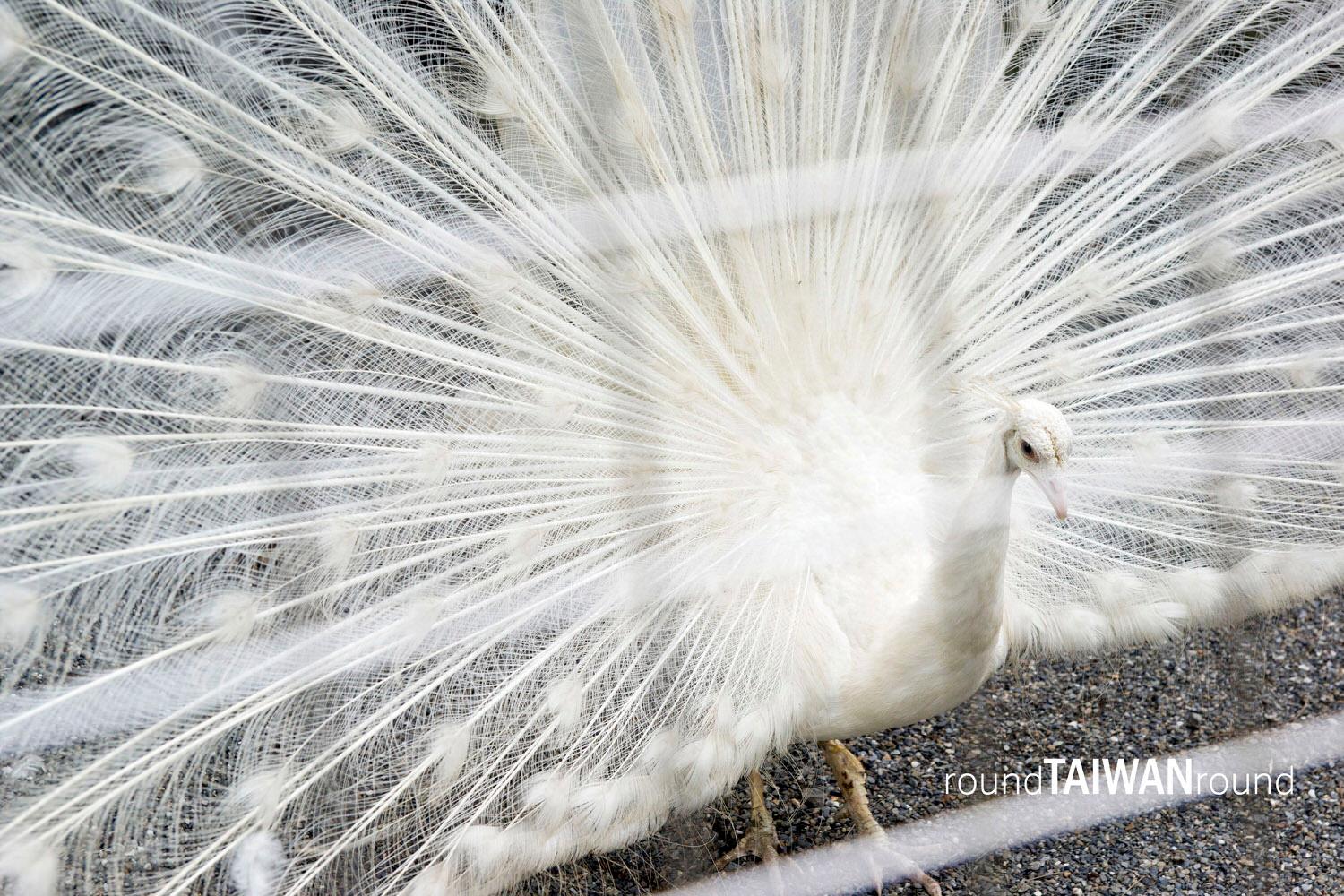 Peacock_Park______-014.jpg